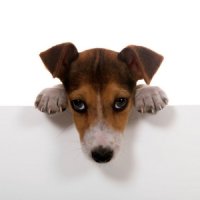 Мифы о собаках