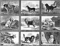 Древние собаки обликом очень походили на кошек