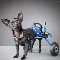 Собака-инвалид 