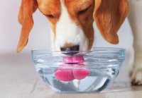 Собачье питание: насколько важна вода в рационе собаки