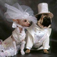 В Соединенном Королевстве появилось брачное агентство для собак
