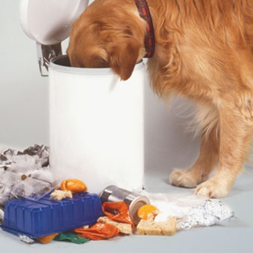 собака ест какашки, собака подбирает мусор, собака подбирает все земли, собака подбирает на улице