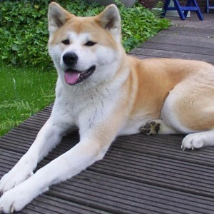 Акита-ину, акита, описание породы, породы собак, порода собак в фильмах