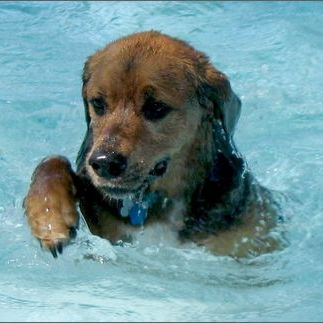 как научить собаку плавать, собака не заходит в воду, собака и вода, собака плавает