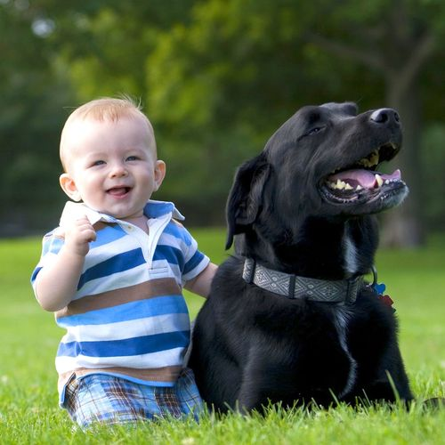 собака и ребёнок, собака в доме, собака для всей семьи, добрая собака, золотистый ретривер