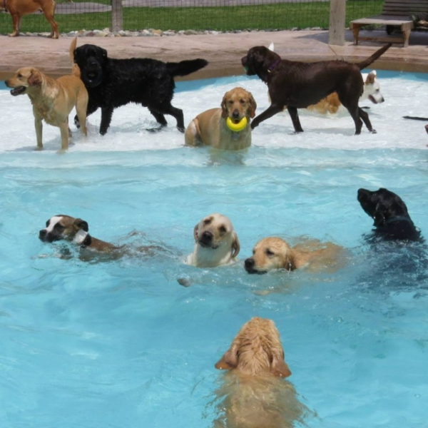 Вечеринка в бассейне по-собачьи, массовое купание собак в бассейне,