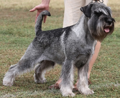 Миттельшнауцер - уникальная и своеобразная порода собак, описание породы