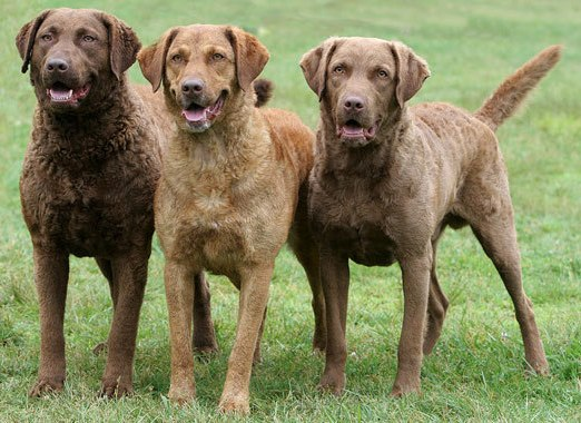 Чесапик-бей-ретривер, описание породы собак