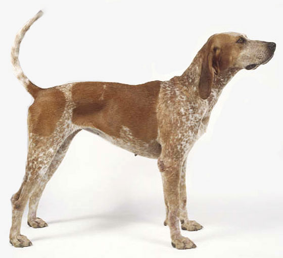 Английская енотовая гончая, описание породы собак