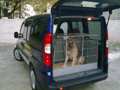 транспортировка собак, как перевозить собак, переезд с собакой, перевозка собак