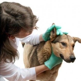 экзема у собак, как лечить экзему у собак, заболевание кожи о собак, симпотомы экземы у собак