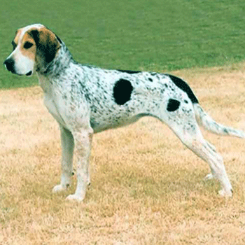 Керри-бигль, описание породы собак