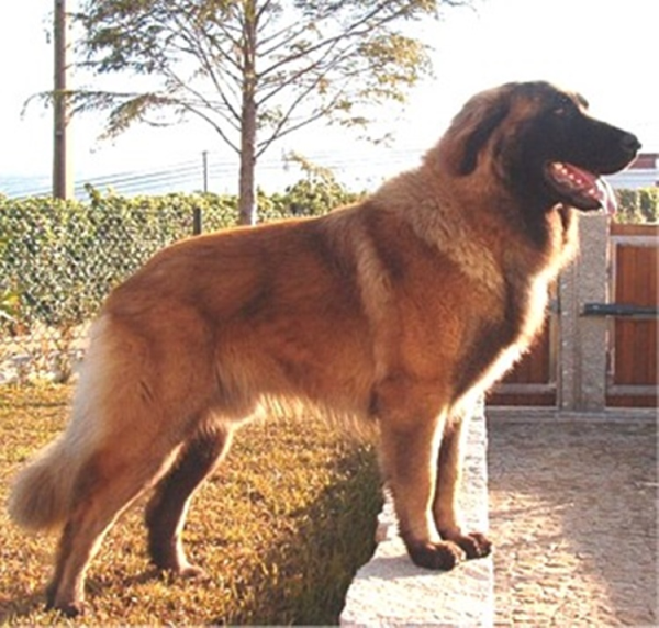 Горная собака Эстрела, описание породы собаки, описание собаки, характеристики собаки, внешний вид, как выглядит, как собака, порода
