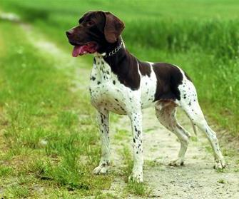 Герта-пойнтер, описание породы собак