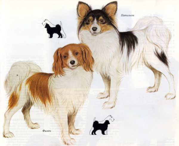 Папильон и фален, описание породы собак