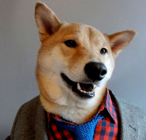 шаба-ину, мода, мода для собак, модная собака, Menswear Dog, собачий блог