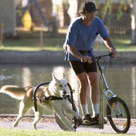 спорт с собакой, Дог-скутеринг, езда в упряжке, летом, самокат, летний вид спорта