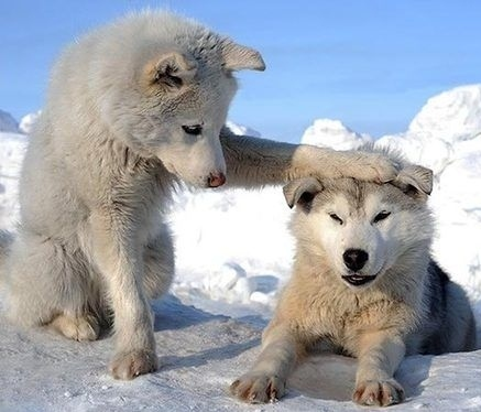 новости, сравнение собак и волков, отличие между собакой и волком