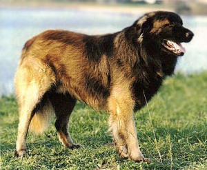 Португальская горная овчарка, описание породы собак