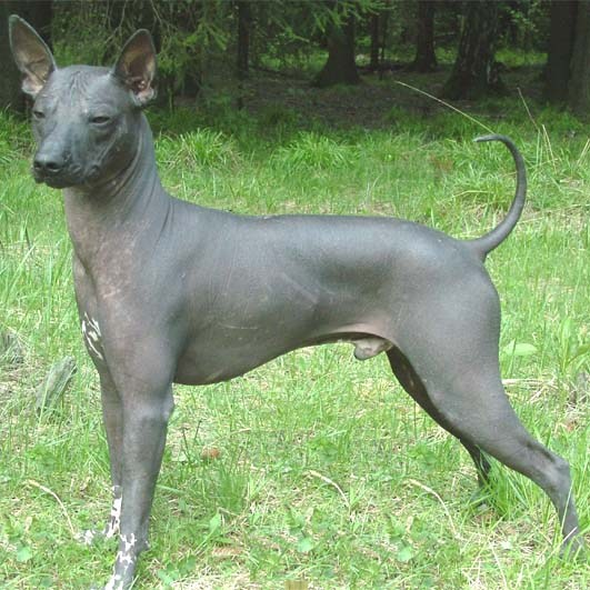 Голая собака инков, породы собак, описание породы