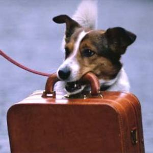 путешествие с собакой, собака в самолете, сколько стоит билет для собаки, отпуск с собакой