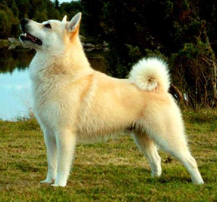 Норвежский бухунд, описание породы собак