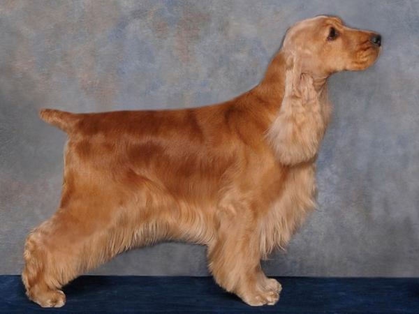 Американский кокер спаниэль, описание породы собаки, описание собаки, характеристики собаки, внешний вид, как выглядит, как собака, порода
