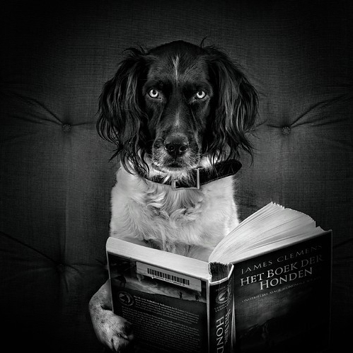 Психологический портрет собаки, психология собаки
