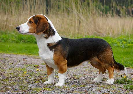 Датская таксообразная гончая, описание пород собак