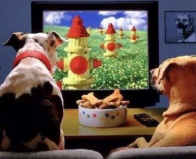 DogTV, канал для собак, телевизионный канал для собак, программа для собак, собачий телеканал
