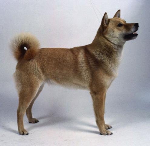 Айну – отличный сторож и охотник, описание породы, собака