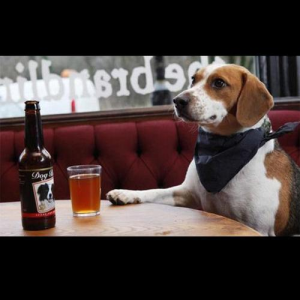 туту - бар, пиво для собак, бар для собак, куда сходить с собакой