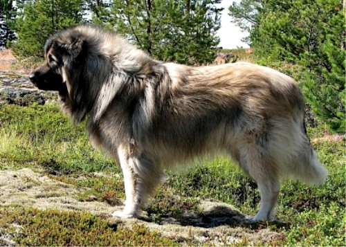 Иллирийская овчарка, описание породы собак
