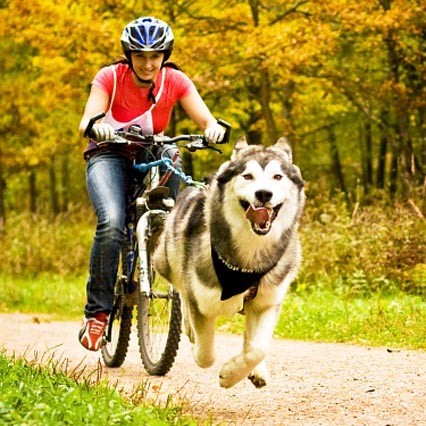Байкджоринг, спорт с собакой, гонки на собаках, велосипед, собака тянет