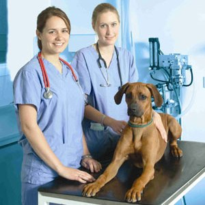 ринит у собак, болезни собак, симптомы ринита у собак, как лечить ринит