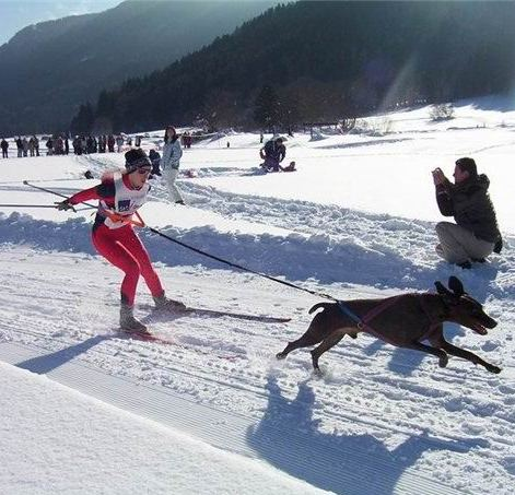 лыжня России, ездовой спрот, лыжи, собака, спорт с собакой