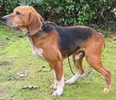Зауэрландский бракк, описание пород собак, немецкая гончая