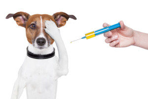 Лишай у собак: виды, методы диагностики и лечения