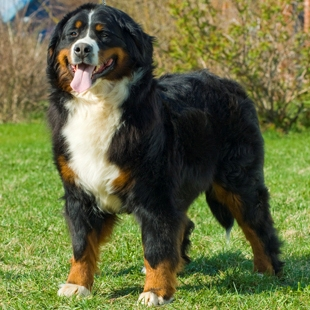 Большой швейцарский зенненхунд, описание пород собак