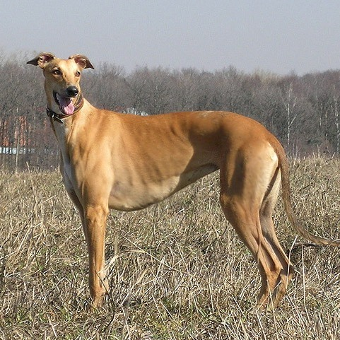 Грейхаунд (английская борзая), описание породы собак, самая быстрая борзая в мире
