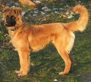 Баскская овчарка, описание породы собак