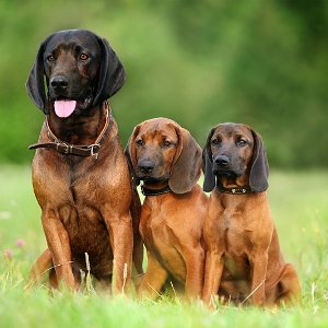 Баварская горная гончая, описание породы собак
