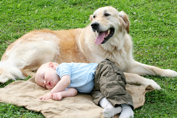семейная собака, собака для всей семьи, собака для детей, добрая собака, дети и собака, ребенок и собака