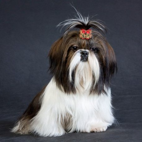 Ши-тцу – любимец семьи, порода собак, описание