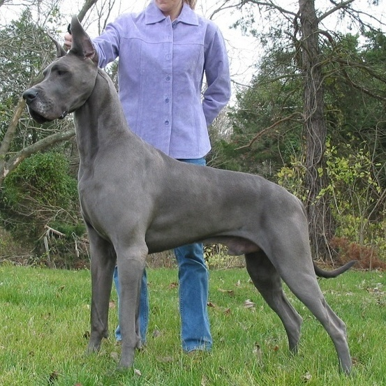 Мастифф, немецкий дог, описание породы, большая собака