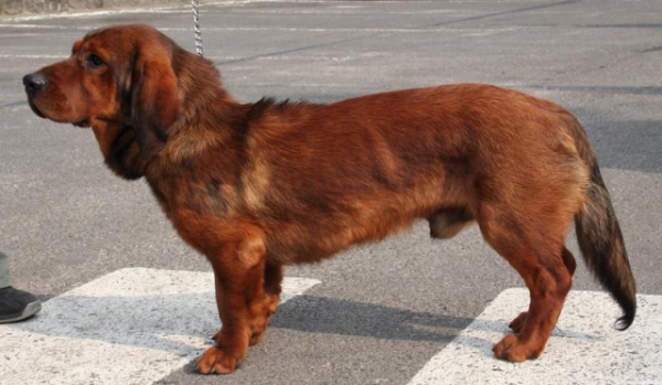 Альпийский таксообразный бракк, описание породы собаки