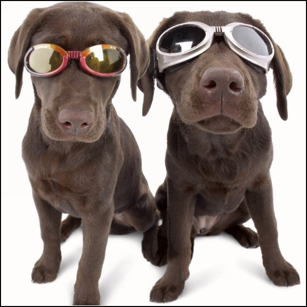 MidKnight Creations, Dooggles, очки для собак, бесполезные вещи для собак, защита глаз для собак