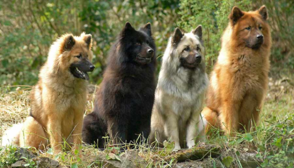 Ойразир, описание породы собак