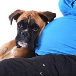 собака и ребёнок, собака для ребенка, беременность, куда деть собаку, как быть с собакой, ждём ребёнка, собака для детей