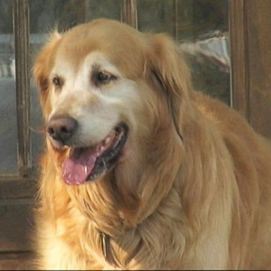 Собака спасла спящую семью от пожара, собака герой, голден ретривер